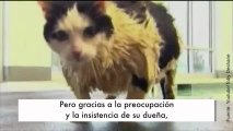 ¡Este gatito va a clases de natación para adelgazar!