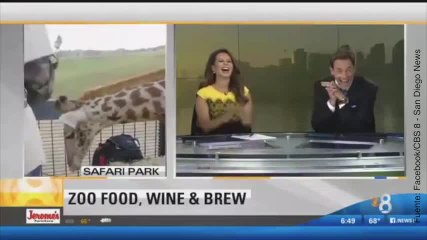 ¡Esta jirafa intenta ligar con una reportera!