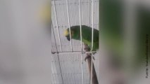 ¡Un loro que imita a Rihanna!