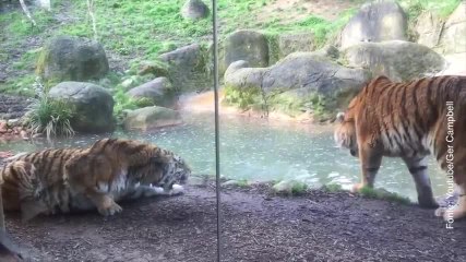 Mai svegliare la tigre che dorme...