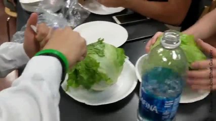 Competición de comida con... ¡¡lechuga!!
