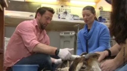 ¡Este hombre les devuelve calidad de vida a sus peludos pacientes!