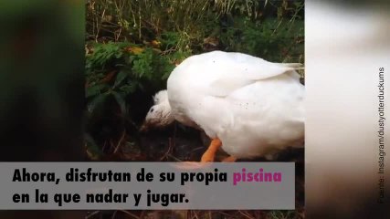 ¡Estos dos patitos por fin pueden vivir felices!