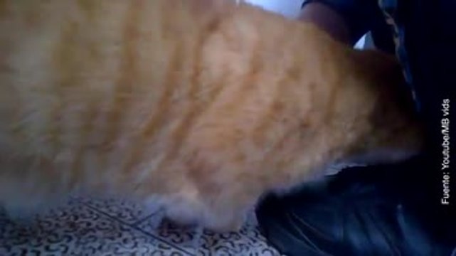 ¡Estas son las 11 señales que te indican que tu gato es feliz!