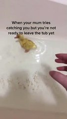 Duckling Refuses to Leave Bathtub