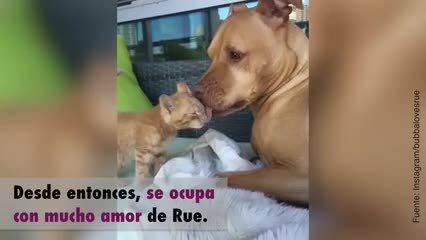 Descargar video: Bubba y Rue, ¡un perro y un gato inseparables!