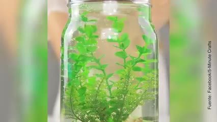 DIY: pecera decorativa en un tarro