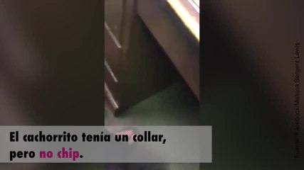¡Esta mujer encuentra una bolsa de basura con sorpresa dentro!