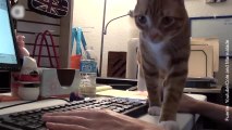 ¡Trabajo en casa y gatos no son compatibles!