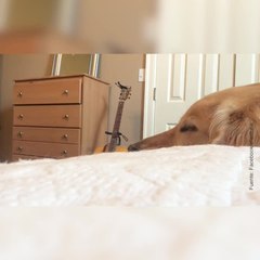 ¡Este perrito con cara de póker no se deja impresionar!