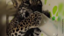 ¡Un bebé y una cría de leopardo tomando juntos el biberón!