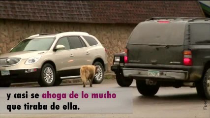 ¡Este perro recorre 6 km a diario para ir a la ciudad de al lado!