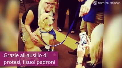 Télécharger la video: Ogni cane è speciale, ma la sua storia è incredibile