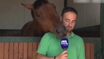 ¡Este caballo parece haberse enamorado de este periodista!