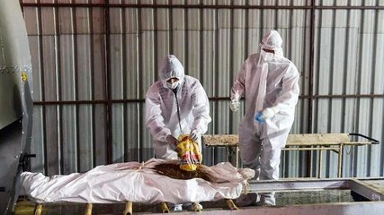 Decoded | Compensation for Covid-19 deaths