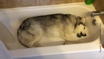 ¡Este achuchable Husky se niega a salir de la bañera!