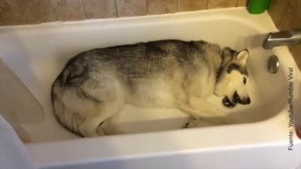 ¡Este achuchable Husky se niega a salir de la bañera!
