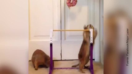 ¡Esta ardillita hace de todo con tal de conseguir el donut!
