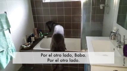 Hora del baño; ¡este perrito sabe lo que tiene que hacer!