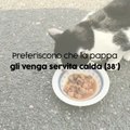 Quello che ancora non sapevi sui gatti