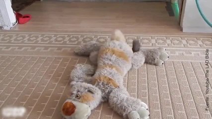 ¡Una ardilla juega con un peluche gigante!