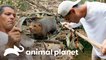 Animais incríveis que surpreenderam o Frank | Wild Frank | Animal Planet Brasil