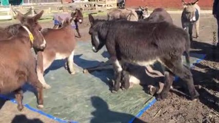 Este burrito intenta comprender la muerte de su compañero