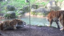 Una pareja de tigres con mucho carácter en el zoo de Dublín