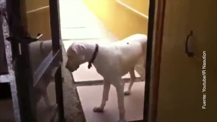 viral gran danés perezoso