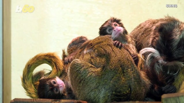 The World's Oldest Zoo Welcomes These Adorable Triplet Baby Monkeys