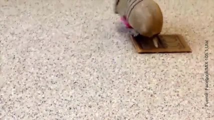 ¡¡Adorable!! ¡A este armadillo le encanta su nuevo juguete!