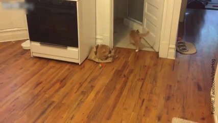 Impresionante: un gatito ciego, pero muy hábil