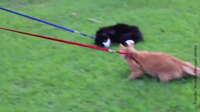 ¡Este gatito prefiere que le arrastren antes que moverse!