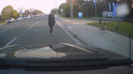 ¡Este ganso ataca a una mujer en defensa de sus crías!