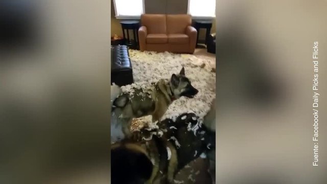 ¡A estos perros no se les puede dejar solos!