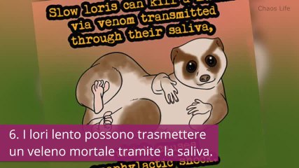 Cose che non sapevate sugli animali più strani del pianeta