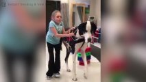 Questa bambina sta imparando a camminare grazie al suo cane!