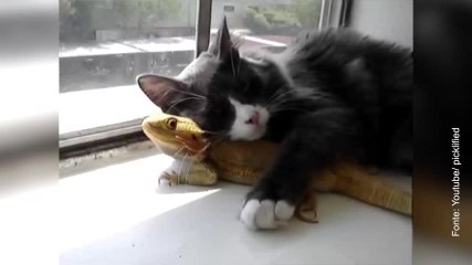 Il gatto innamorato della lucertola!