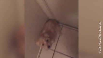 ¡Este perrito se niega a dejar ir a su dueño!