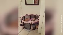 Vídeo de lo que hacen los gatos cuando se quedan solos en casa