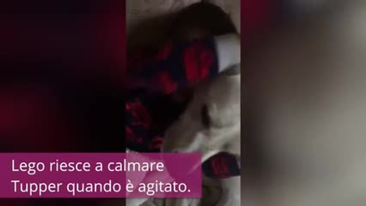 Incredibile: il cane cambia la vita di questo bambino autistico