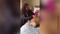 Cane rivede la padrona dopo 7 mesi e la sua reazione è dolcissima!