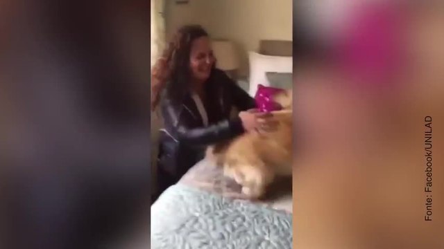 Cane rivede la padrona dopo 7 mesi e la sua reazione è dolcissima!