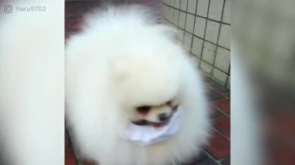 Guarda il cane più soffice del mondo