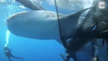 Guarda questi sub salvare dei cuccioli di balena