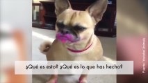 ¡Este perro se ha comido el pintalabios de su dueña!