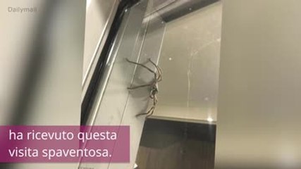 Guarda questo ragno terrorizzare una famiglia intera
