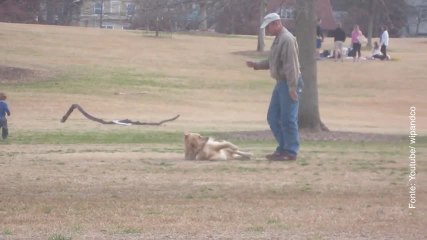 Il cane pigrone che non vuole andarsene dal parco
