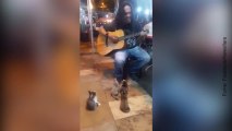 Il musicista di strada che affascina i gatti!