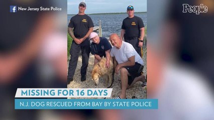 Golden Retriever Missing for 16 Days Found Swimming Along the Jersey Shore, Rescued by State Police